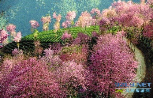 云南昆明 浪漫樱花季