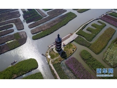 江苏兴化千垛景区一片花的海洋