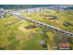 榕县车江大坝的晚稻鸟瞰美景如画