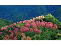 云南大理无量山樱花谷 冬樱花海