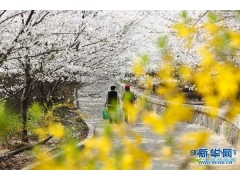 国内 樱花烂漫赏花时