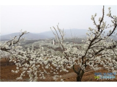 西峡孙沟村：万亩果园花盛开 生态经济放异彩