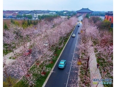 扬州“樱花大道”看樱花