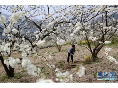 重庆黔江小南海镇 千树万树李花开