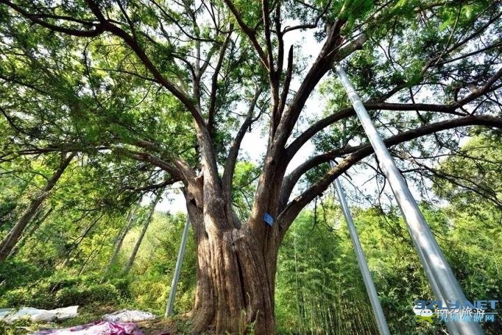 河南南召：伏牛旅游明珠乔端镇