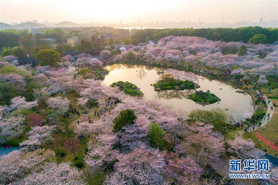 湖北武汉：东湖樱花园的樱花竞相绽放