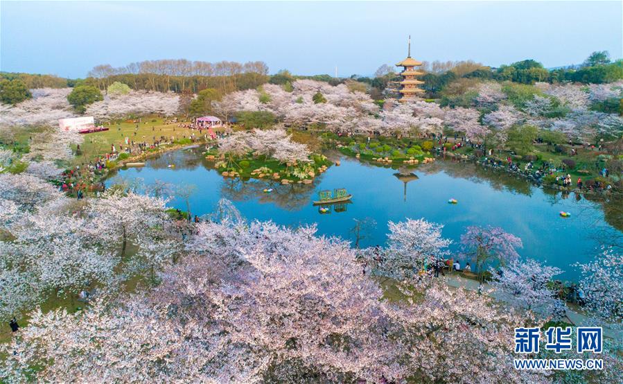 湖北武汉：东湖樱花园的樱花竞相绽放