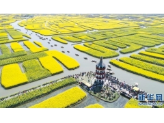 江苏泰州：千垛菜花引客来
