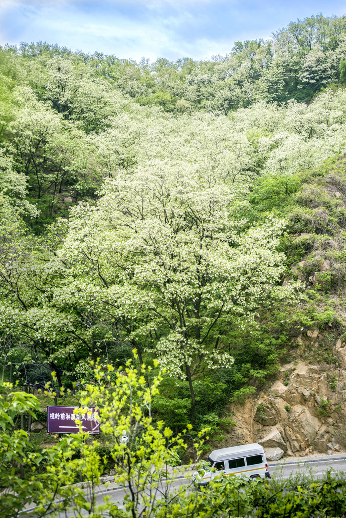 山东博山，漫山遍野槐花飘香