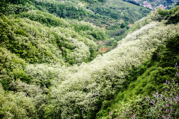 山东博山，漫山遍野槐花飘香