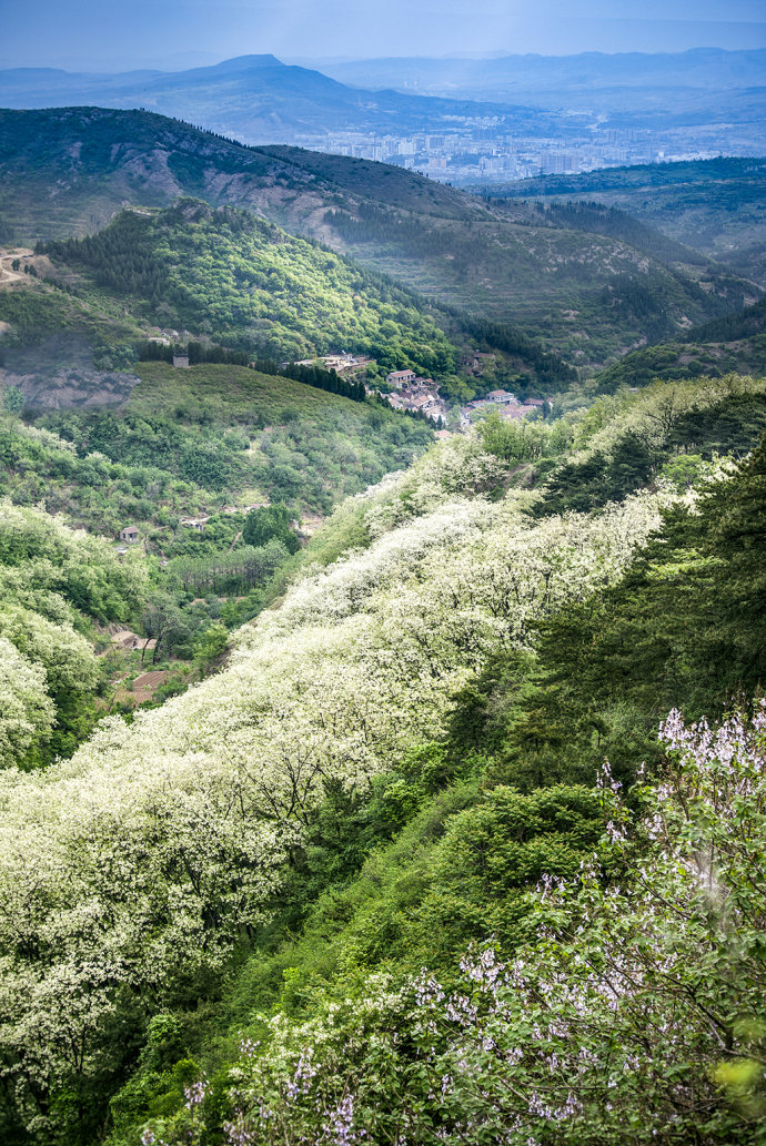 江苏泰州：千垛菜花引客来
