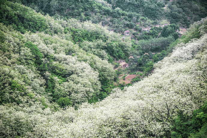 山东博山，漫山遍野槐花飘香