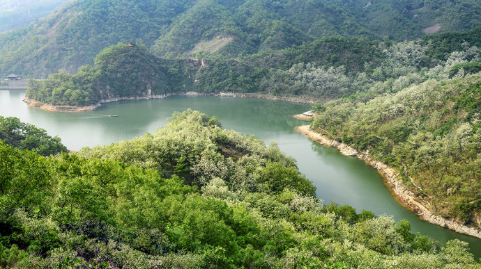山东博山，漫山遍野槐花飘香