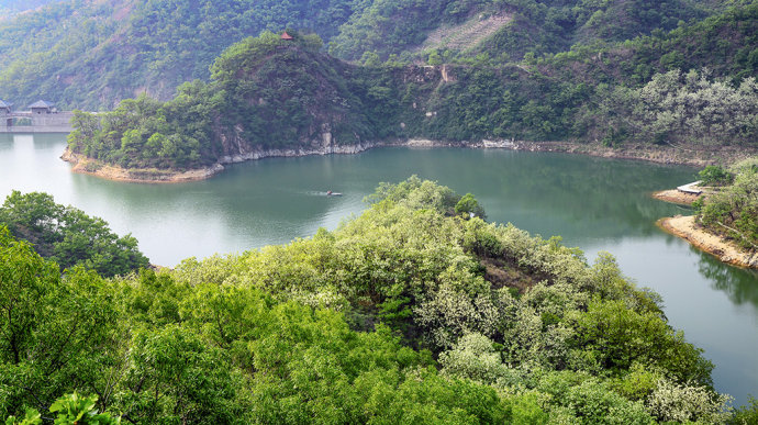 山东博山，漫山遍野槐花飘香