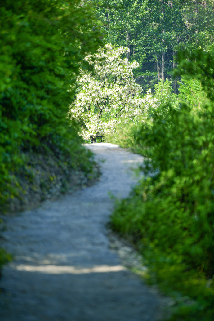 山东博山，漫山遍野槐花飘香
