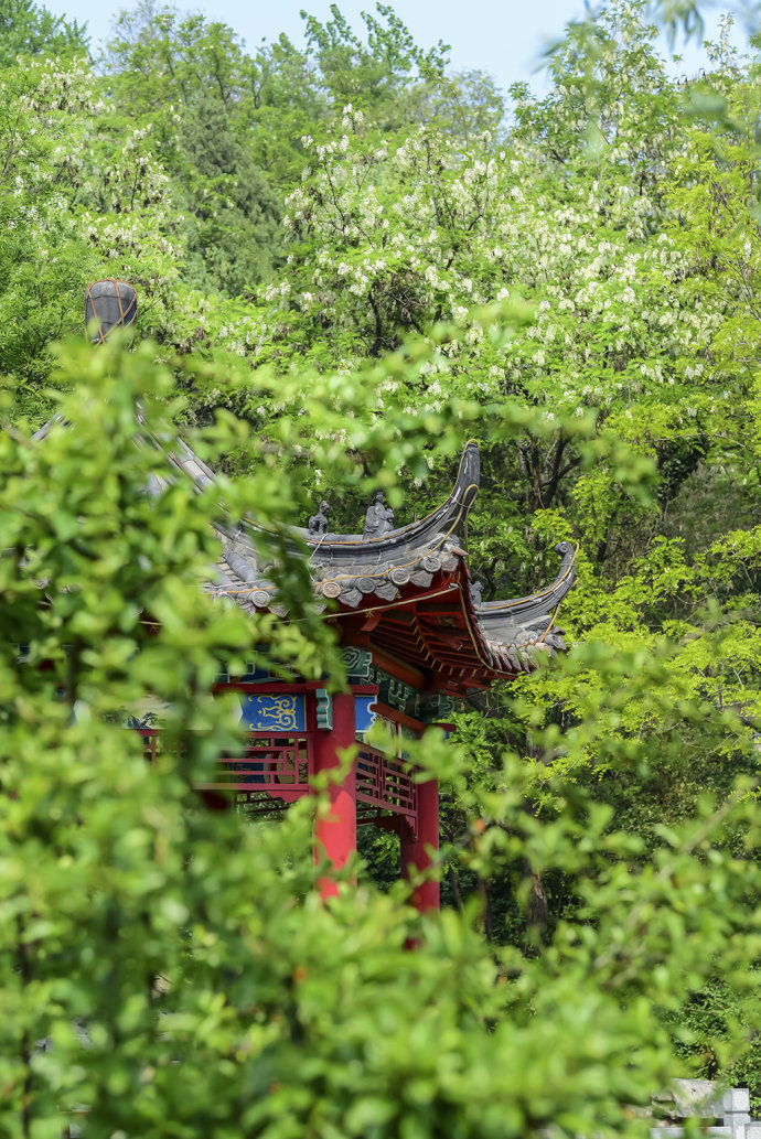 山东博山，漫山遍野槐花飘香