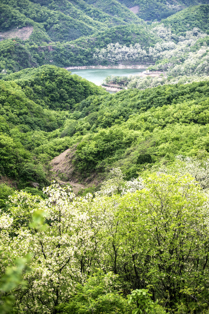 山东博山，漫山遍野槐花飘香