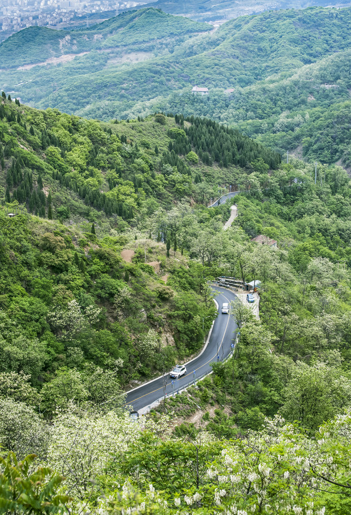 山东博山，漫山遍野槐花飘香