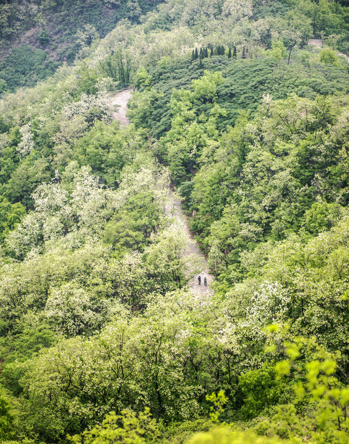 山东博山，漫山遍野槐花飘香