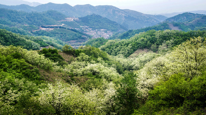 山东博山，漫山遍野槐花飘香